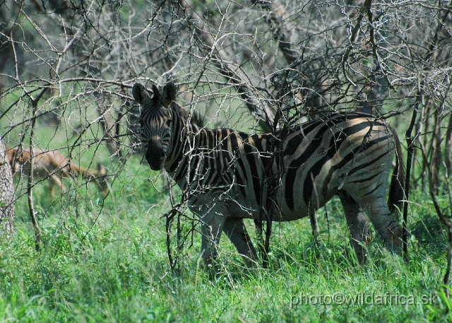 DSC_0349.JPG - Kwa-Zulu Natal Zebra