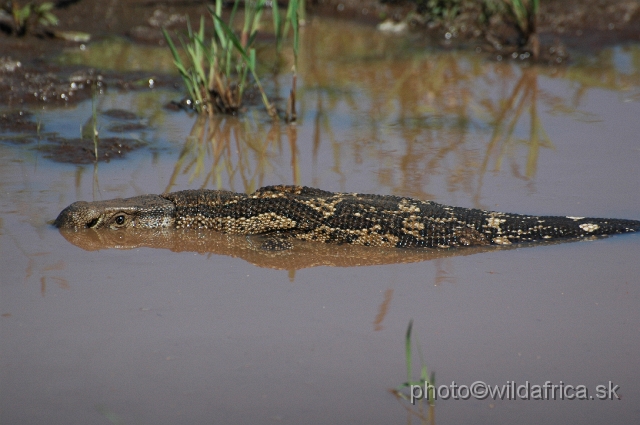 DSC_0354.JPG - Rock Monitor (Varanus albigularis)