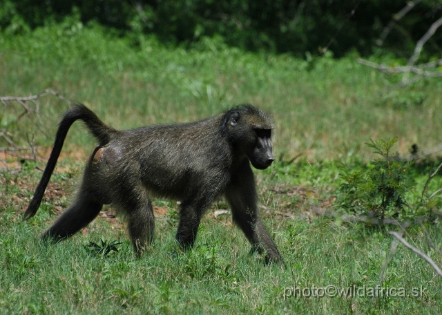 DSC_0364.JPG - Chacma Baboon (Papio ursinus)