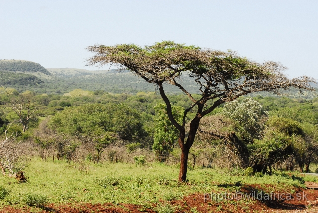 _DSC1665.JPG - Acacia Woodland was great surprise to me. Only place with this type of vegetation which commemorates to me East Africa.
