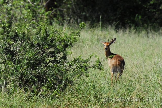 _DSC1676.JPG - Steenbok (Raphicerus campestris)