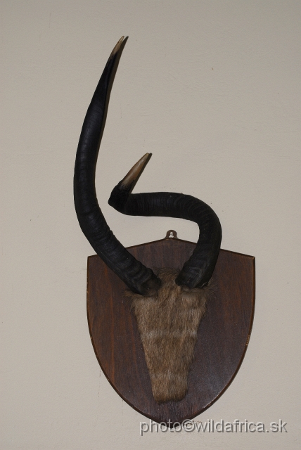 _DSC1680.JPG - Lowland Nyala horns, Mantuma camp