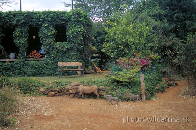 1.jpg - The David Sheldrick Wildlife Trust, 2002