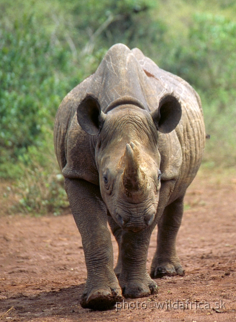 2.jpg - The David Sheldrick Wildlife Trust, 2002