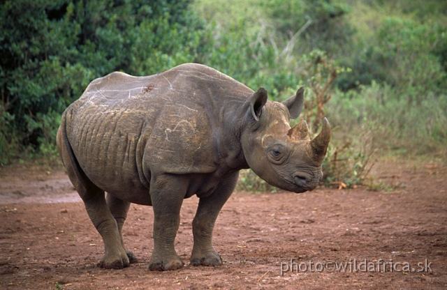 3.jpg - The David Sheldrick Wildlife Trust, 2002: Makosa, male Black Rhino