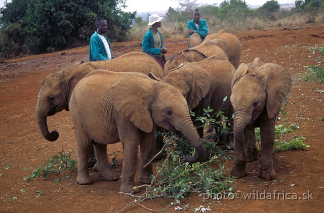 4.jpg - The David Sheldrick Wildlife Trust, 2002