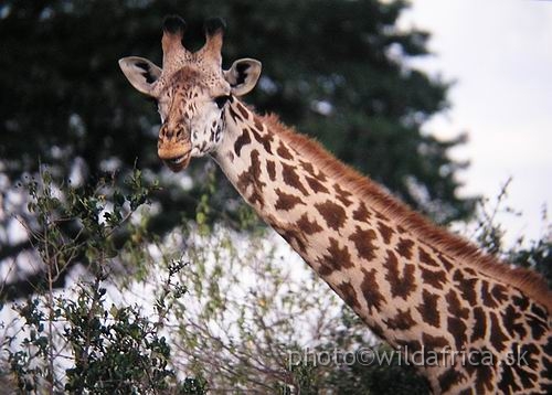 4245.JPG - Nairobi National Park 2002