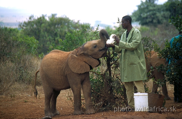 5.jpg - The David Sheldrick Wildlife Trust, 2002