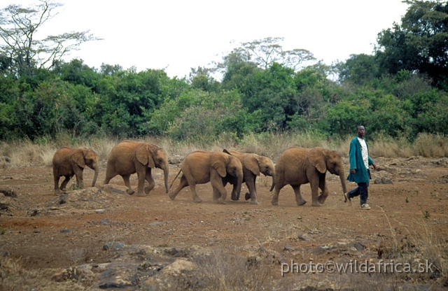 6.jpg - The David Sheldrick Wildlife Trust, 2002