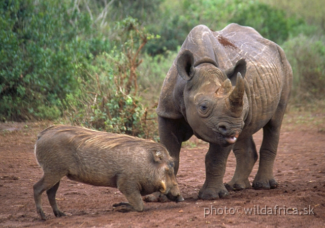 8.jpg - The David Sheldrick Wildlife Trust, 2002