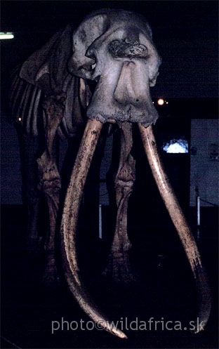 BigAhmed2.jpg - National Museums of Kenya,1994