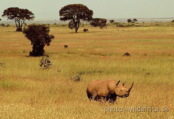 BlackRhino.jpg - Nairobi National Park 1994