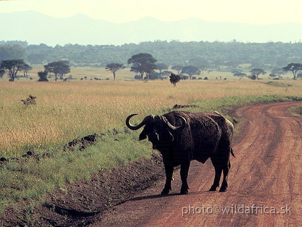 Buffalo3.jpg - Nairobi National Park 1994