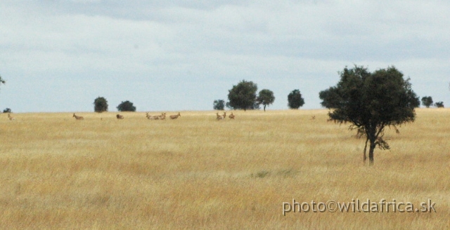 DSC_0557.JPG - Nairobi National Park 2006