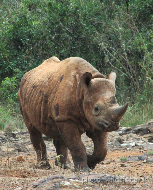 DSC_0576.JPG - The David Sheldrick Wildlife Trust, 2006: Shira, the female of Black rhino