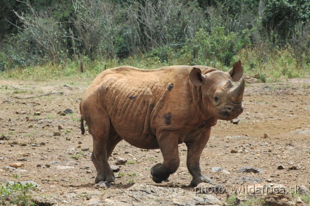 DSC_0578.JPG - The David Sheldrick Wildlife Trust, 2006: Shira, the female of Black rhino