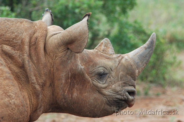 DSC_0587.JPG - The David Sheldrick Wildlife Trust, 2006: Shira, the female of Black rhino