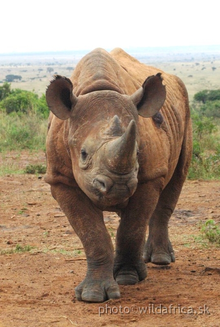 DSC_0594.JPG - The David Sheldrick Wildlife Trust, 2006: Shira, the female of Black rhino