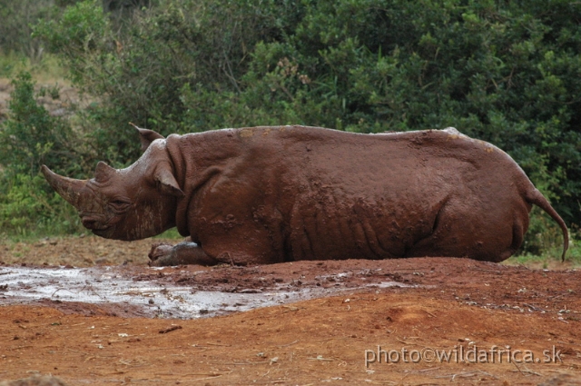 DSC_0611.JPG - The David Sheldrick Wildlife Trust, 2006: Shira, the female of Black rhino