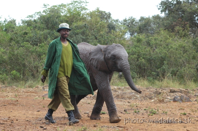 DSC_0619.JPG - The David Sheldrick Wildlife Trust, 2006