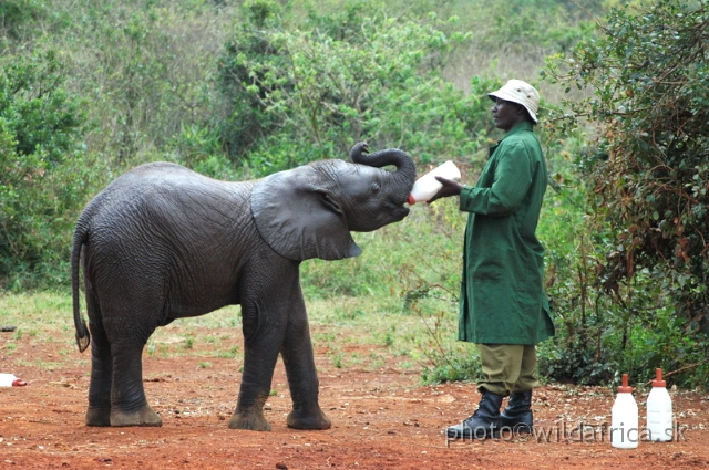 DSC_0620.JPG - The David Sheldrick Wildlife Trust, 2006