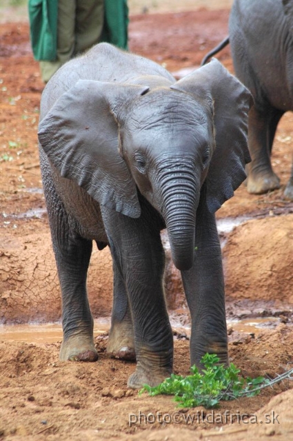 DSC_0623.JPG - The David Sheldrick Wildlife Trust, 2006