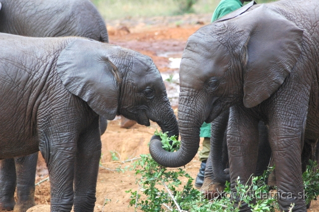 DSC_0626.JPG - The David Sheldrick Wildlife Trust, 2006