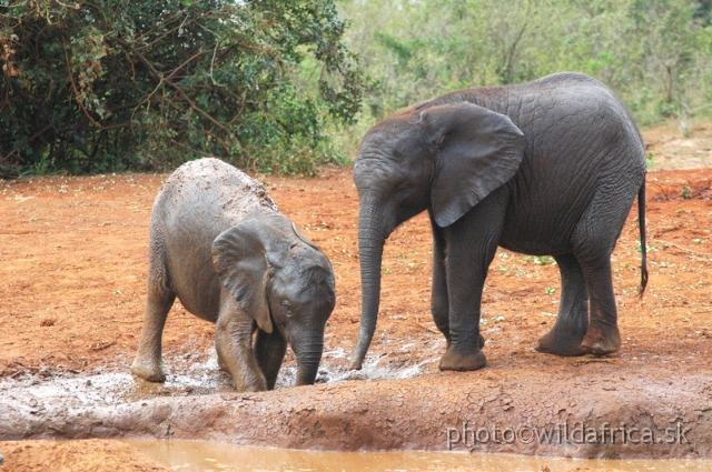 DSC_0627.JPG - The David Sheldrick Wildlife Trust, 2006