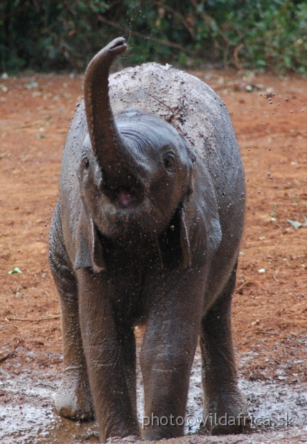 DSC_0628.JPG - The David Sheldrick Wildlife Trust, 2006