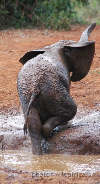 DSC_0629.JPG - The David Sheldrick Wildlife Trust, 2006