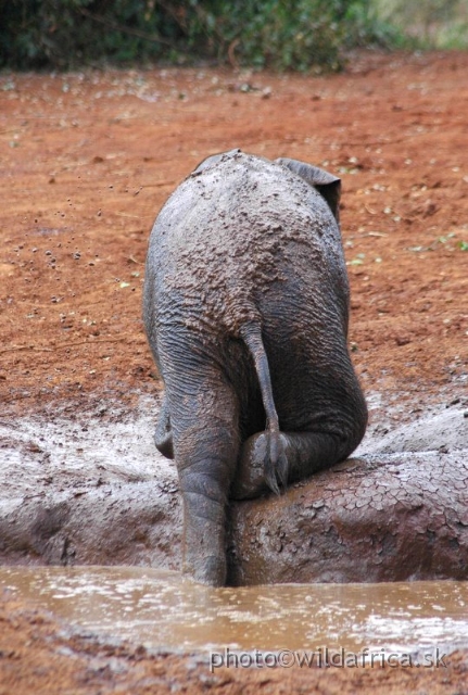 DSC_0630.JPG - The David Sheldrick Wildlife Trust, 2006