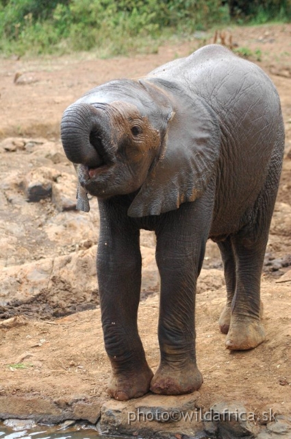 DSC_0631.JPG - The David Sheldrick Wildlife Trust, 2006