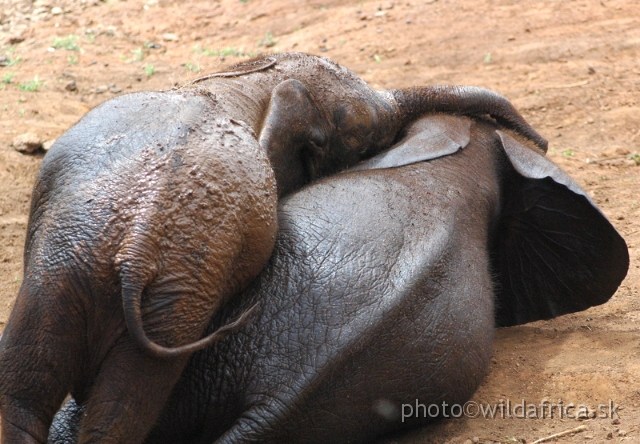 DSC_0632.JPG - The David Sheldrick Wildlife Trust, 2006