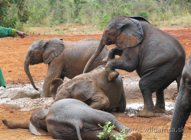 DSC_0634.JPG - The David Sheldrick Wildlife Trust, 2006