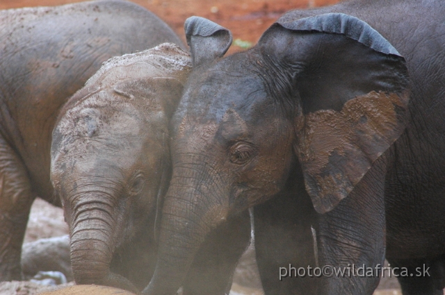 DSC_0635.JPG - The David Sheldrick Wildlife Trust, 2006