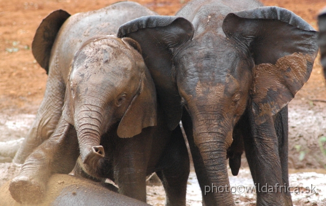 DSC_0636.JPG - The David Sheldrick Wildlife Trust, 2006