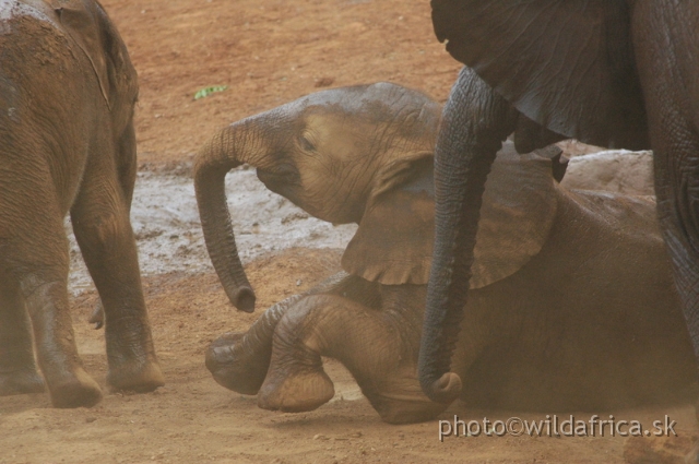 DSC_0638.JPG - The David Sheldrick Wildlife Trust, 2006