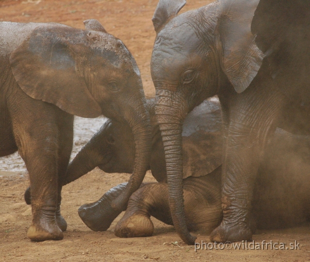 DSC_0639.JPG - The David Sheldrick Wildlife Trust, 2006