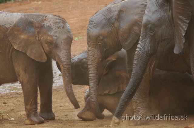 DSC_0640.JPG - The David Sheldrick Wildlife Trust, 2006