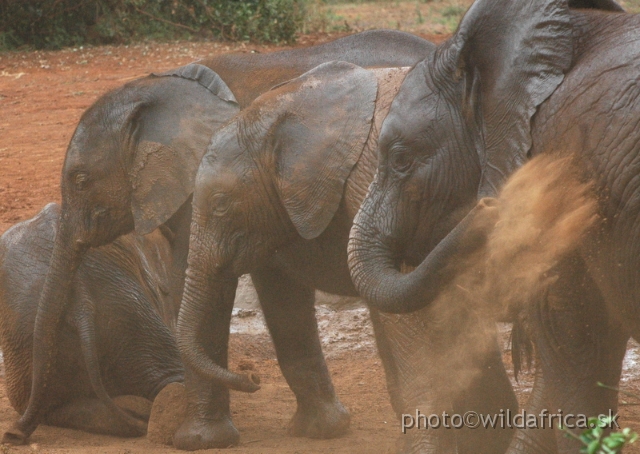 DSC_0641.JPG - The David Sheldrick Wildlife Trust, 2006