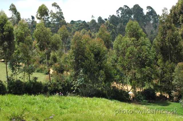 DSC_0647.JPG - Limuru Road, Central Highlands, Kenya