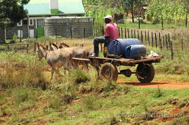 DSC_0648.JPG - Limuru Road, Central Highlands, Kenya