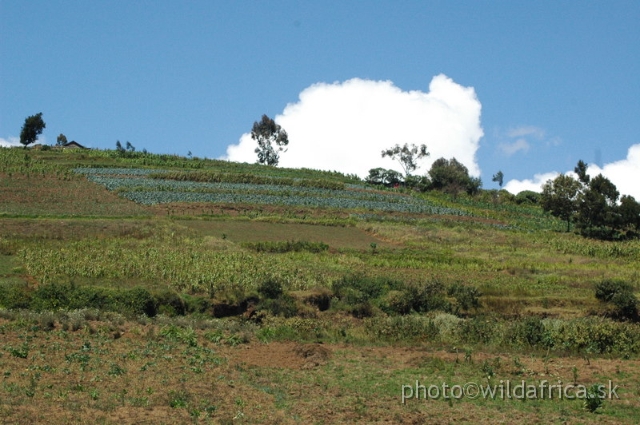 DSC_0656.JPG - Limuru Road, Central Highlands, Kenya