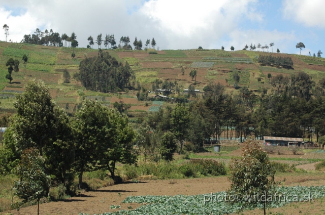 DSC_0657.JPG - Limuru Road, Central Highlands, Kenya 2006