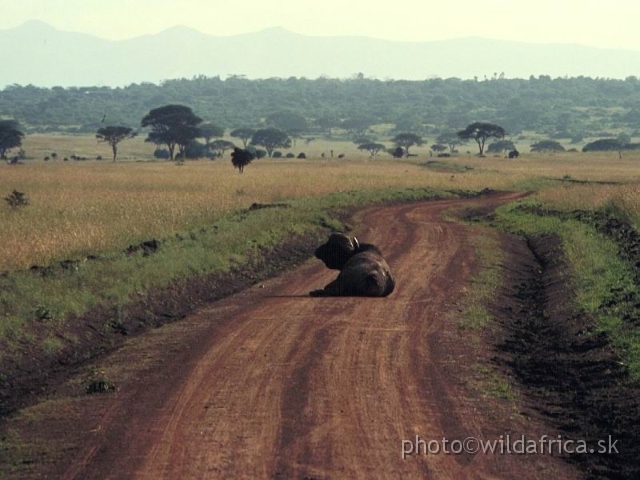 FOTO009.jpg - Nairobi NP, 1994: Buffalo and Ngong Hills in the background