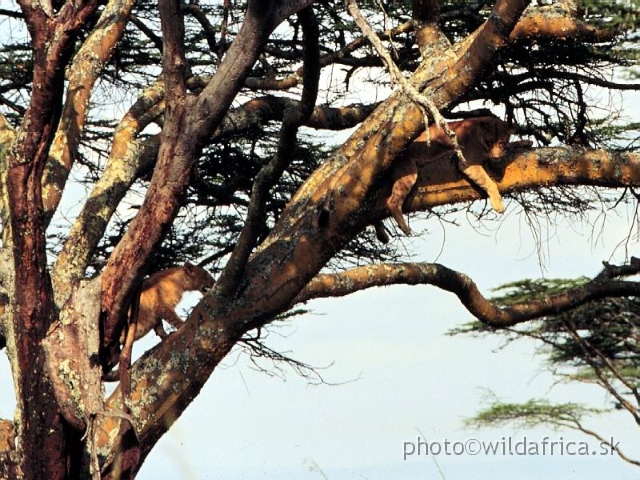 FOTO069.JPG - Nairobi National Park 1994