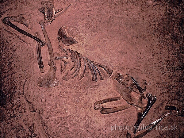 Fosssil.jpg - National Museums of Kenya,1994: Fossil monkey Paracolobus chemeroni, Pleistocene, Kenya