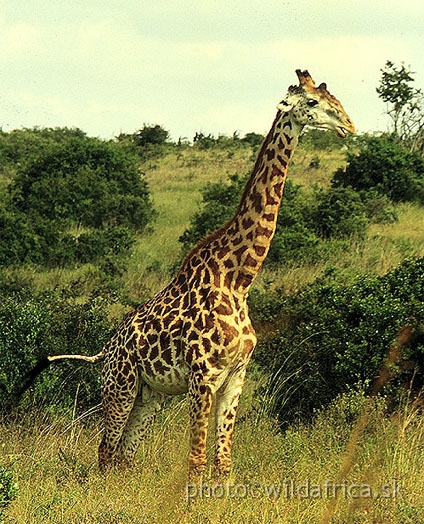 Giraffe.jpg - Nairobi National Park 1994