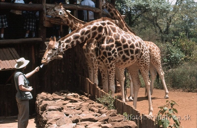 LANGATA01.JPG - Langata Giraffe Centre, Rothschild's Giraffes as an education tool