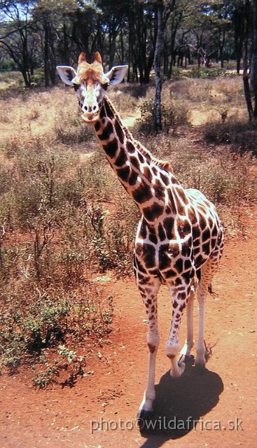 P1010017.JPG - Langata Giraffe Centre